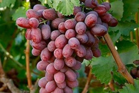 Vigne de table Crimson Seedless - Vitis vinifera - Variété tardive